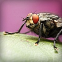 /album/festhascallswep/photolia-a08-jpg/